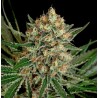 TXERRI BILBO HAZE · Genehtik · graines de cannabis · Fem
