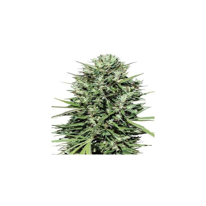 MARRUECOS BELDIA KIF · Ace Seeds · kaufen cannabis samen · Fem