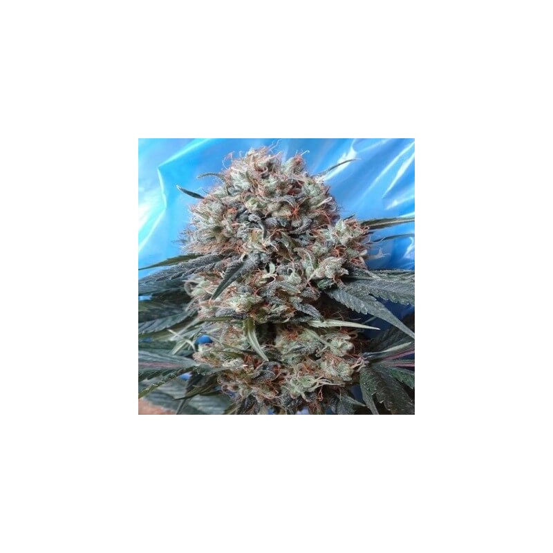 NEPAL JAM X KALI CHINA · Ace Seeds · sementes de maconha  · Fem