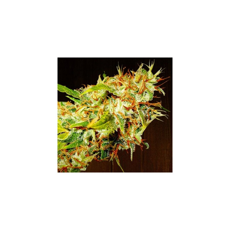 ZAMALDELICA · Ace Seeds · kaufen cannabis samen · Fem
