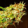ZAMALDELICA · Ace Seeds · cannabis seeds · Fem
