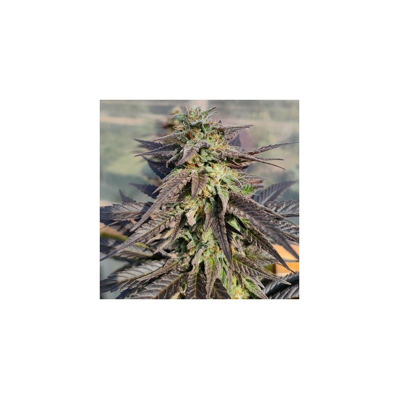 ZAMALDELICA X KALI CHINA · Ace Seeds · cannabis seeds · Fem