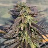 ZAMALDELICA X KALI CHINA · Ace Seeds · kaufen cannabis samen · Fem