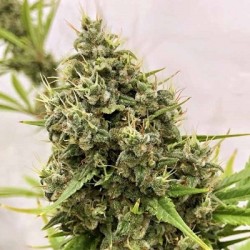 GUAWI · Ace Seeds · graines...