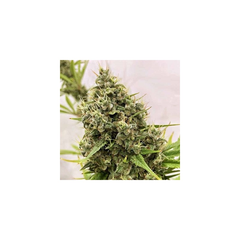 GUAWI · Ace Seeds · sementes de maconha  · Fem