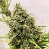GUAWI · Ace Seeds · sementes de maconha  · Fem