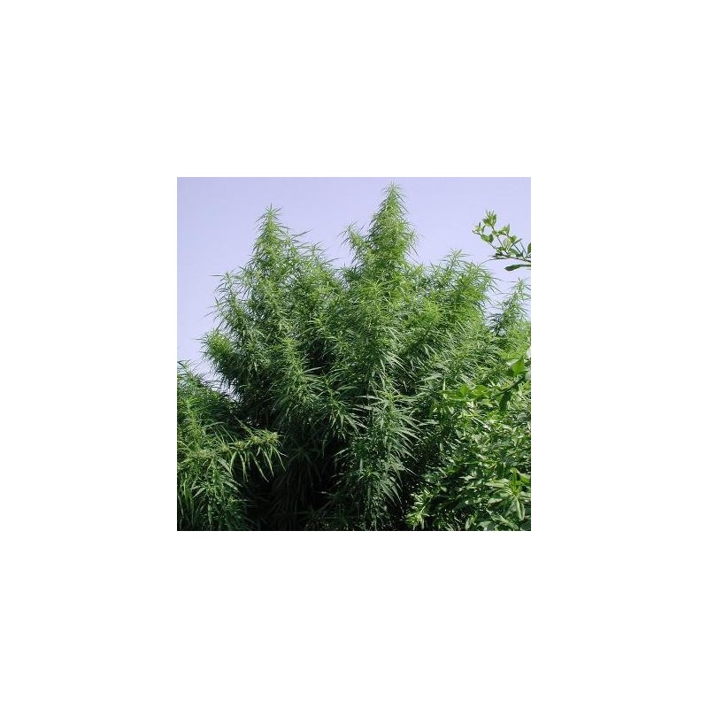 TROPICAL MIX · Ace Seeds · cannabis seeds · Fem