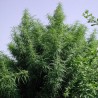 TROPICAL MIX · Ace Seeds · sementes de maconha  · Fem