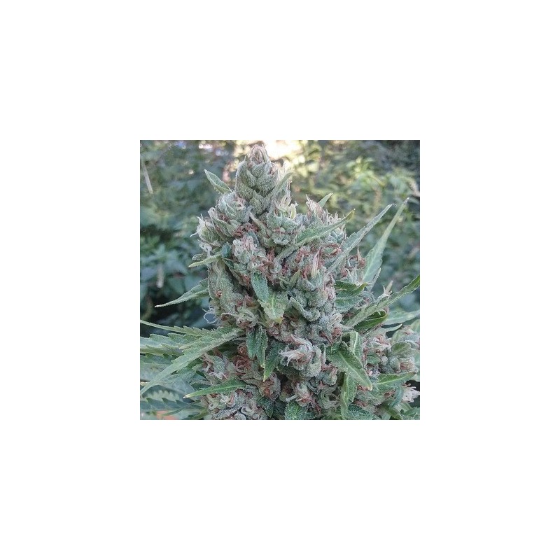 AUTO ZAMALDELICA · Ace Seeds · sementes de maconha  · Auto Fem
