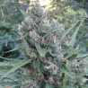 AUTO ZAMALDELICA · Ace Seeds · cannabis seeds · Auto Fem