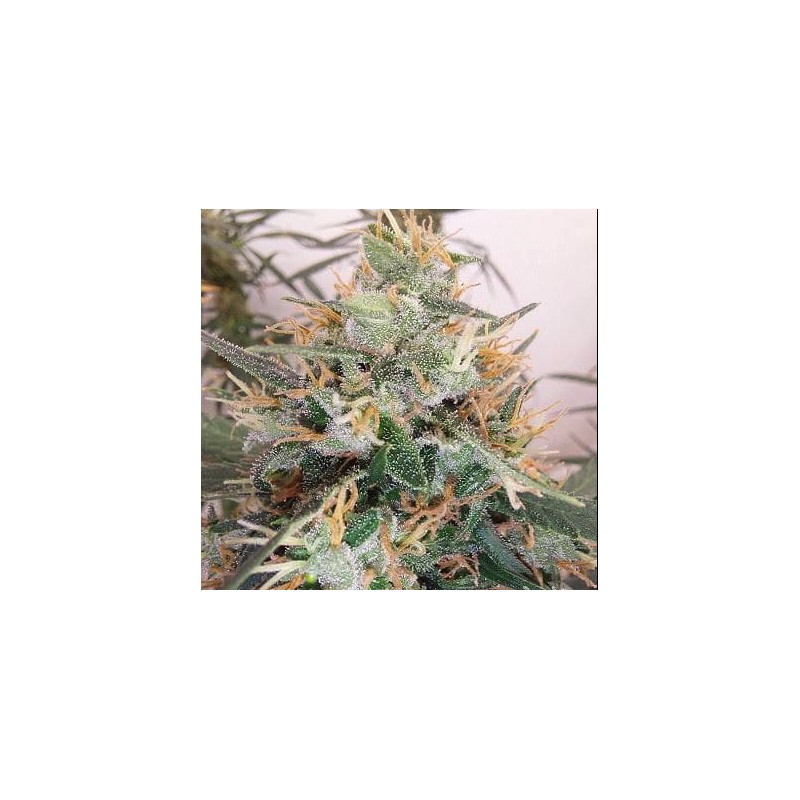 PANAMA A5 HAZE · Ace Seeds · sementes de maconha  · Fem