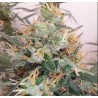 PANAMA A5 HAZE · Ace Seeds · sementes de maconha  · Fem