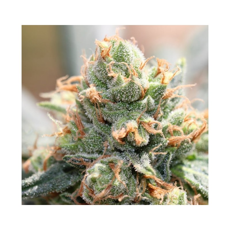 HASH TONIC · Ace Seeds · sementes de maconha  · Fem