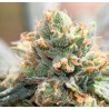 HASH TONIC · Ace Seeds · graines de cannabis  · Fem