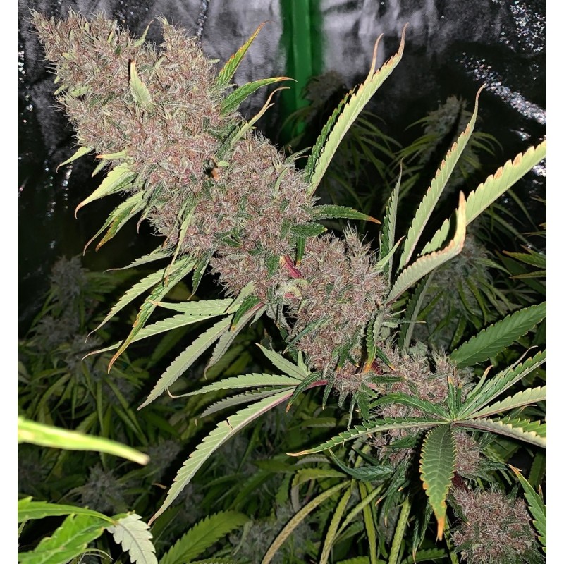 MALAWI X PCK · Ace Seeds · sementes de maconha  · Fem