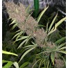 MALAWI X PCK · Ace Seeds · sementes de maconha  · Fem