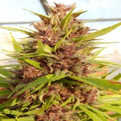MALAWI X PCK · Ace Seeds · sementes de maconha  · Fem