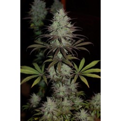 CBD 1 · Ace Seeds · graines...