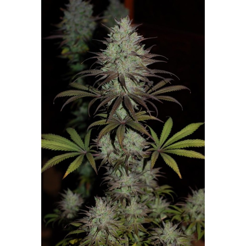 CBD 1 · Ace Seeds · sementes de maconha  · Fem