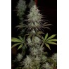 CBD 1 · Ace Seeds · sementes de maconha  · Fem