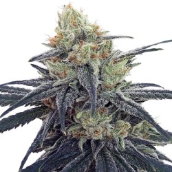 CBD 1 · Ace Seeds · sementes de maconha  · Fem