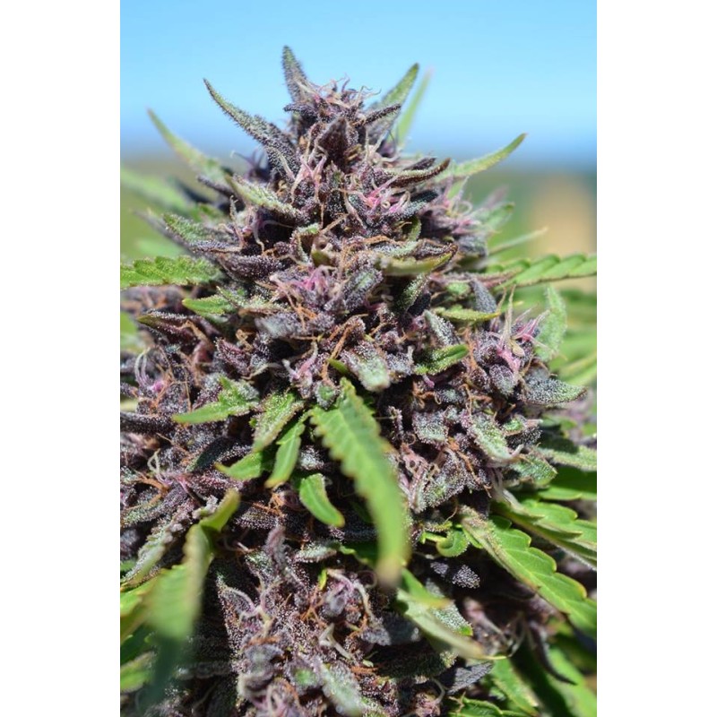 PANAMA X PCK · Ace Seeds · sementes de maconha  · Fem