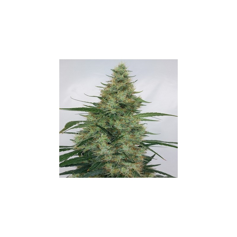 SUPER PANAMA HAZE · Ace Seeds · kaufen cannabis samen · Fem
