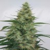 SUPER PANAMA HAZE · Ace Seeds · kaufen cannabis samen · Fem