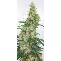 SUPER PANAMA HAZE · Ace Seeds · kaufen cannabis samen · Fem