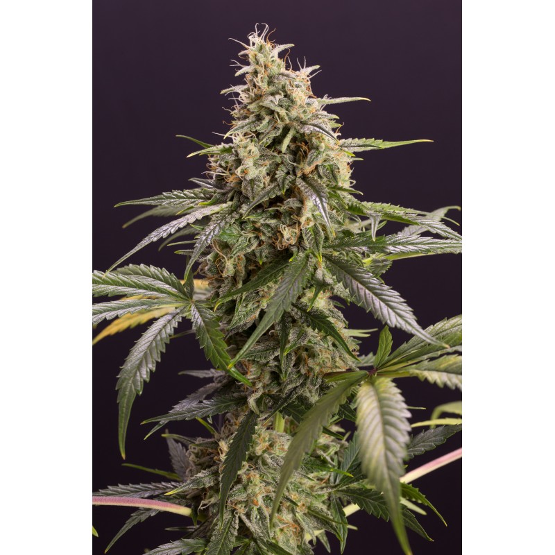 CHEM-BOMB AUTO · Humboldt Seeds Organization · graines de cannabis  · AutoFem