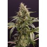 CHEM-BOMB AUTO · Humboldt Seeds Organization · graines de cannabis  · AutoFem
