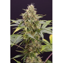 CHOCOLATE MINT OG AUTO·...