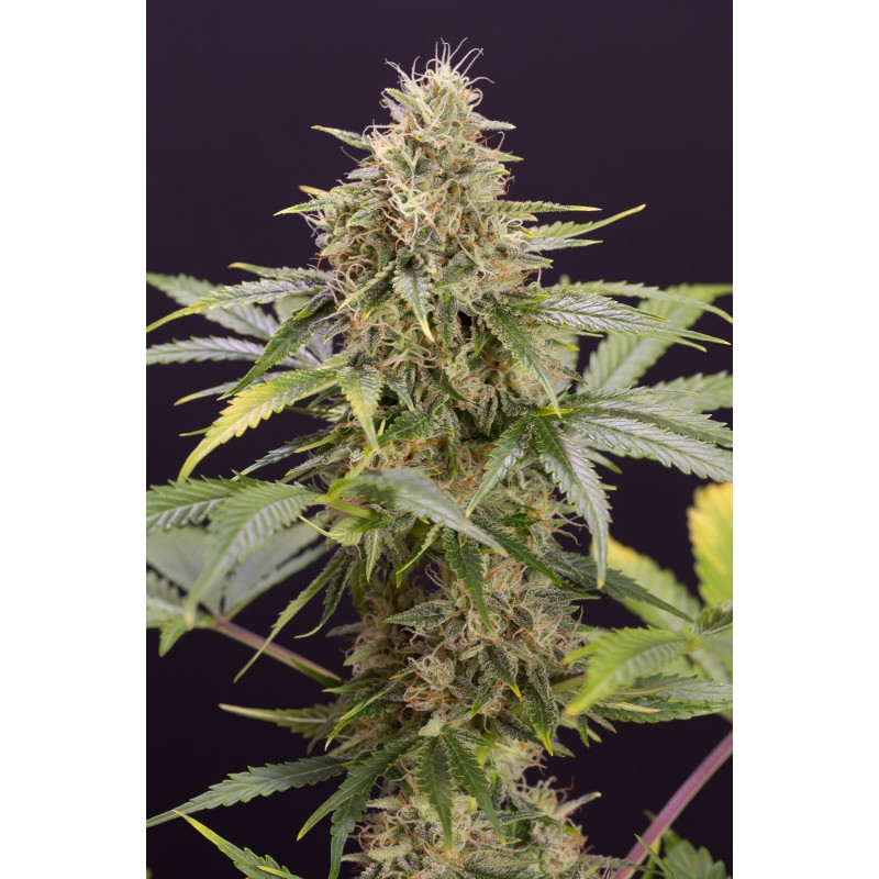 CHOCOLATE MINT OG AUTO· Humboldt Seeds Organization · graines de cannabis · AutoFem