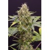 CHOCOLATE MINT OG AUTO· Humboldt Seeds Organization · graines de cannabis  · AutoFem