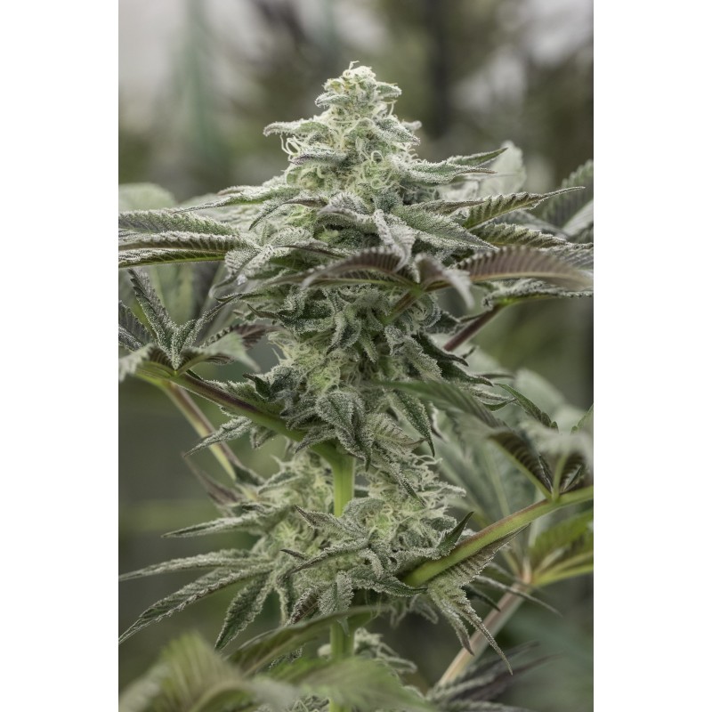 LEMON CITRON · Humboldt Seeds Organization · kaufen cannabis samen · Fem