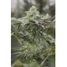 LEMON CITRON · Humboldt Seeds Organization · kaufen cannabis samen  · Fem