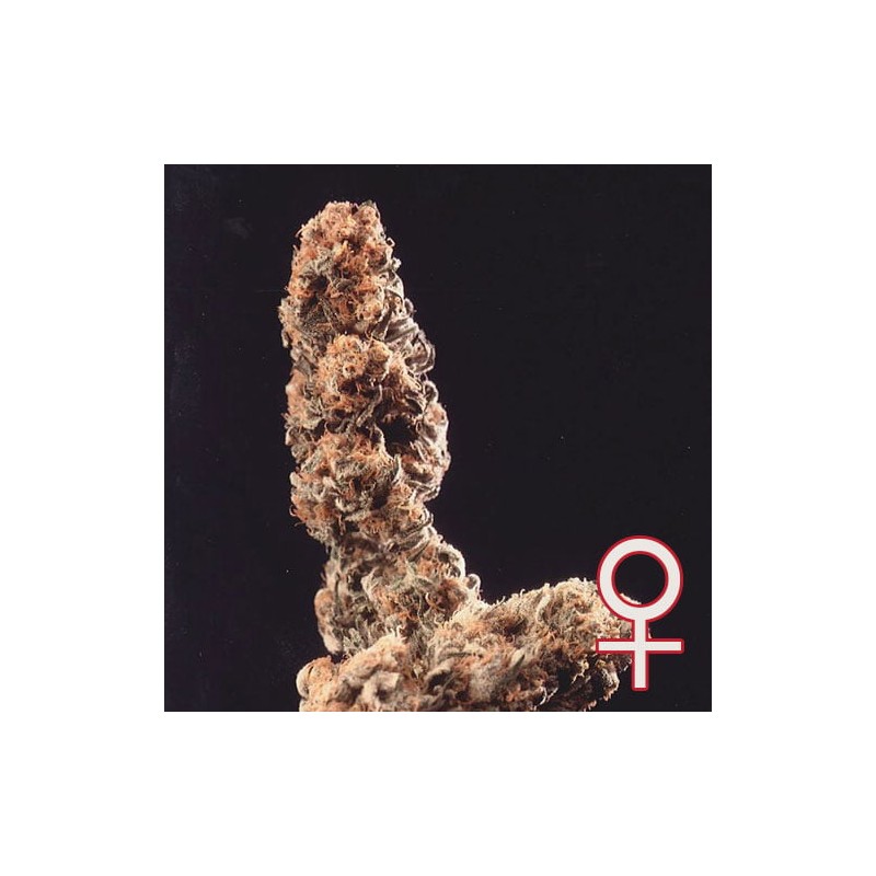 AFGHANI SPECIAL · K.C.Brains Seeds cannabis seeds · sementes de maconha · Fem