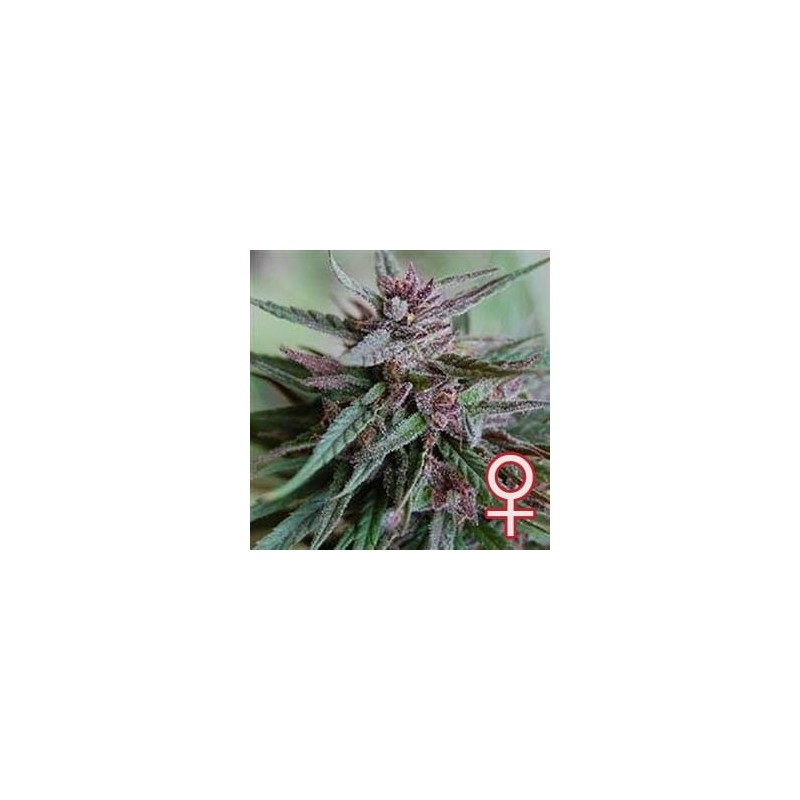 BAHIA BLACK HEAD · K.C.Brains Seeds cannabis seeds · kenevir tohum · Disi · Fem