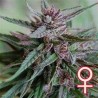 BAHIA BLACK HEAD · K.C.Brains Seeds cannabis seeds · sementes de maconha · Fem