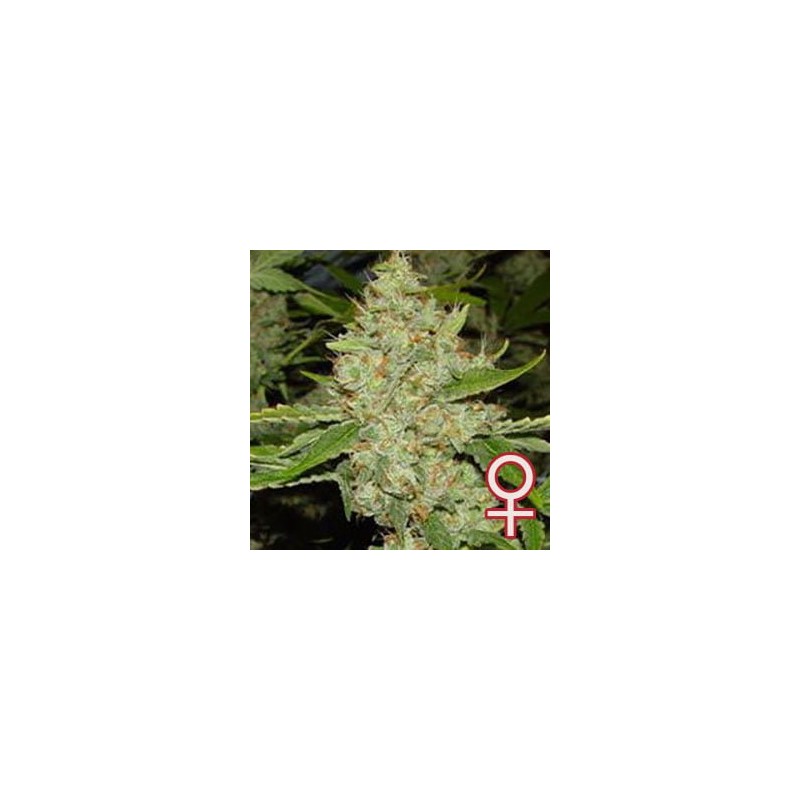 BRAINS CHOICE · K.C.Brains Seeds cannabis seeds · sementes de maconha · Fem