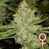 BRAINS CHOICE · K.C.Brains Seeds cannabis seeds · sementes de maconha · Fem