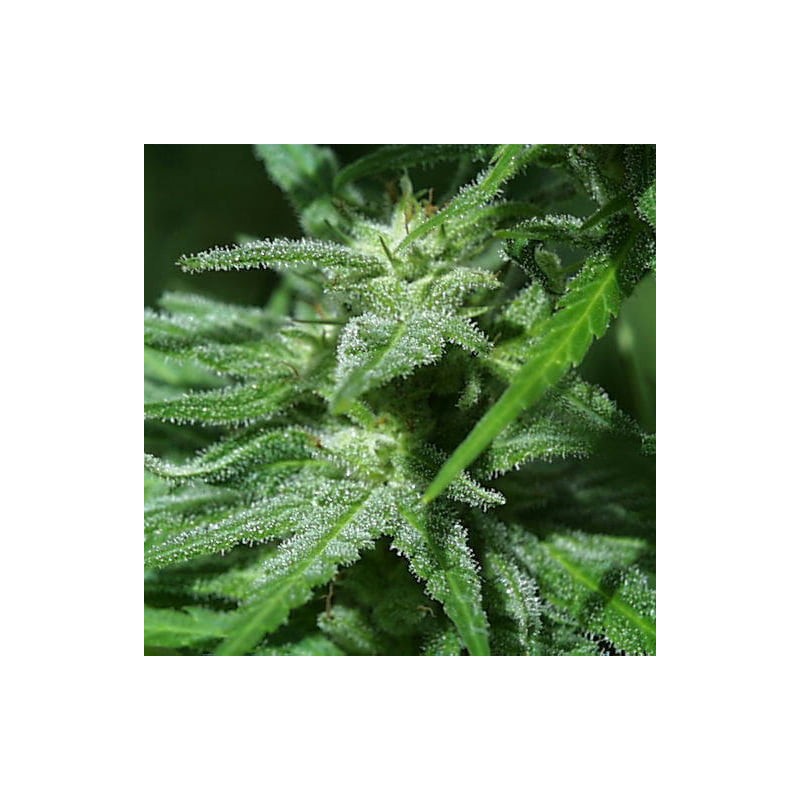 BRAINS DAMAGE · K.C.Brains Seeds · sementes de maconha · Fem