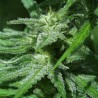 BRAINS DAMAGE · K.C.Brains Seeds · sementes de maconha · Fem