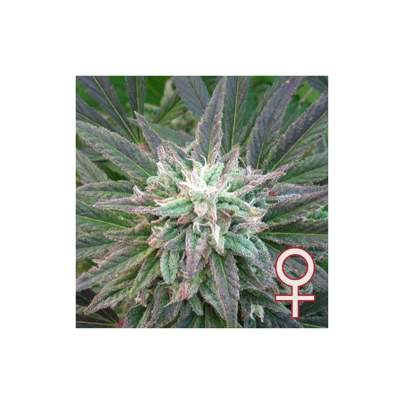 BRAINS ESCAPE · K.C.Brains Seeds · kaufen cannabis samen · Fem