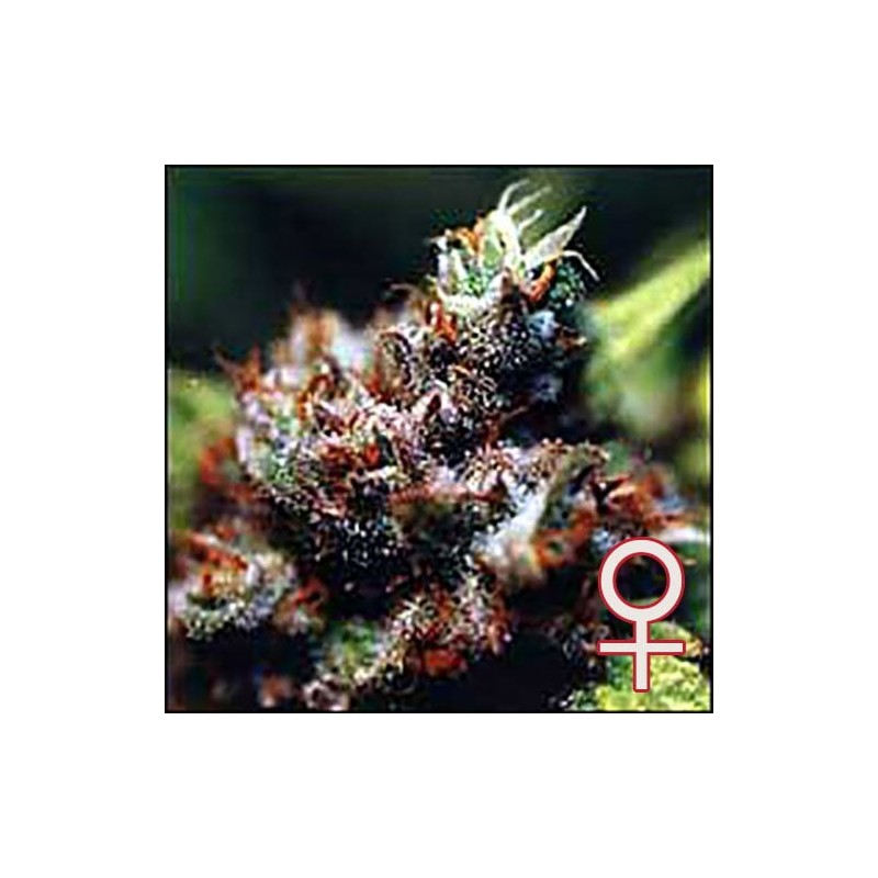 BRASIL · K.C.Brains Seeds · sementes de maconha · Fem