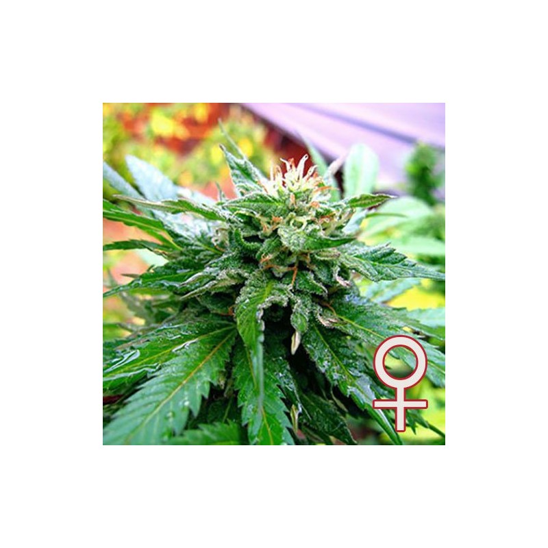CALIFORNIA SPECIAL · K.C.Brains Seeds · sementes de maconha · Fem