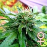 CALIFORNIA SPECIAL · K.C.Brains Seeds · sementes de maconha · Fem