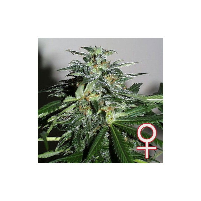 CYBER CRISTAL · K.C.Brains Seeds · sementes de maconha · Fem