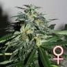 CYBER CRISTAL · K.C.Brains Seeds · sementes de maconha · Fem