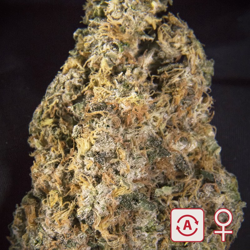 DIAMOND QUEEN KUSH AUTO · K.C.Brains Seeds · sementes de maconha · AutoFem
